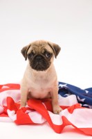 Celebrate Independence Day, Keep Your Pet Safe