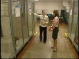 PACCA Loses Contract to Shelter Philly's Lost and Abandoned Animals