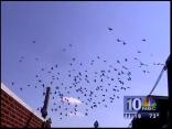 Neighbors Blame Pigeon Problems On One Bad Seed