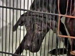SPCA Workers Make Gruesome Discovery