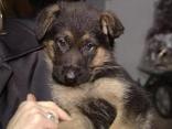 Biden Pup from Chester Co. Breeder