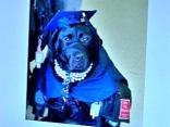 Help Give Ivy a "Dog's Day Off"