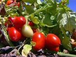 The Bottom Line - Planting a Garden Can Save Money