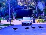 Home Video: Turkeys Take Voorhees