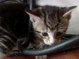 Teen Drowns Friend's Kitten