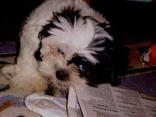 Buyers Beware: Puppy Pet Store Nightmare