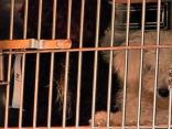 "No Such Thing as a Humane Puppy Mill"