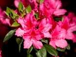 Countdown to Spring