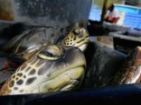 Sea Turtle On Time For Doc Appointment