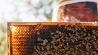 Bees Swarm Building