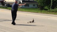 Mother's 9 Ducklings Rescued
