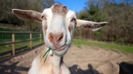 Renegade Goat Backs Up Busy Highway