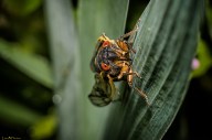 Here Come the Cicadas