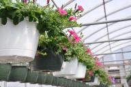 Police Search for ‘Green Thumb’ Bandit