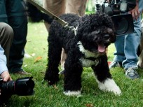 Everybody Poops: White House Denies Bo's Mile-High Mistake
