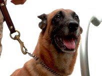 Police Dog Assaulted During Home Burglary