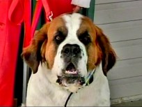 Fido Foils Late Night Robbery