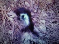 Viewer Video: Emu on the Loose in Philly