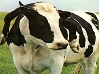'Freaks of Nature' Find Home on Farm for Misfit Animals