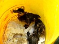 Ducklings Rescued