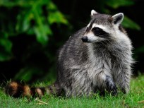 West Philadelphia Street Overrun by Raccoons