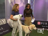 Lourdes Edlin and the Agility Dogs