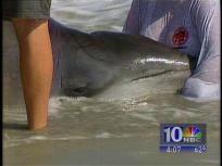 Whale Put Down After Rescue Attempts Fail