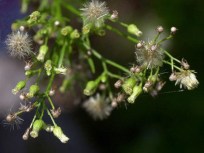 You Can Run, But You Can't Hide -- From Ragweed