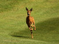 Ready, Aim--Fire! on Valley Forge Deer 