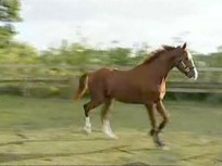 Man Accused of Horse-Sex Trouble — Again