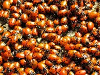 Ladybugs Swarm Jersey, Make a Stink