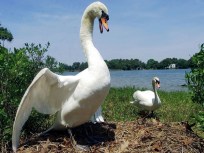 No Swan Song for Birds Shot in Jersey