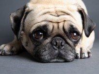 N.J. Courts Going to the Dogs