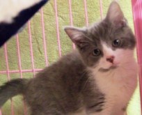 Help These Adorable Cats