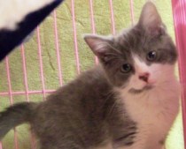 Help These Adorable Cats