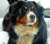 Images: Snow Pets 