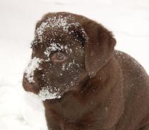Your Pics: Snow Day Pets