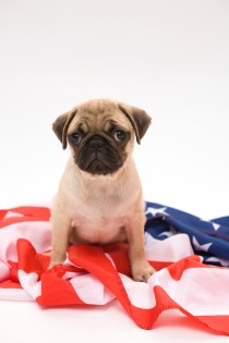 Celebrate Independence Day, Keep Your Pet Safe
