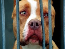 Ban Pit Bulls As Family Pets
