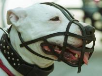 Ban Pit Bulls: Local City May Be Next