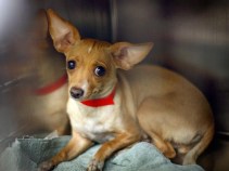 Local Kennels to Close, Leaving Dogs Homeless