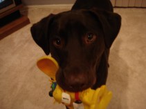 Indestructible Dog Toy