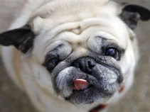 7th Annual DeBella Dog Walk