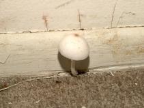 Investigation: Renters Subjected to Disgusting, Dangerous Conditions