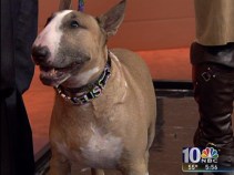 Philly Hosts the National Dog Show