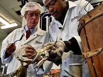 Take This Job: Crabologist