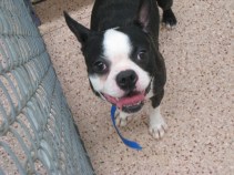 Adopt-a-Pet: Rocky