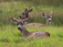 Baby Shower Wildlife Style