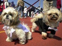 Largest Dog Wedding Ever!
