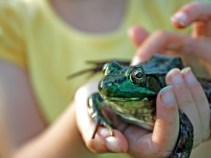 Wanted: A Few Good Frog Enthusiasts